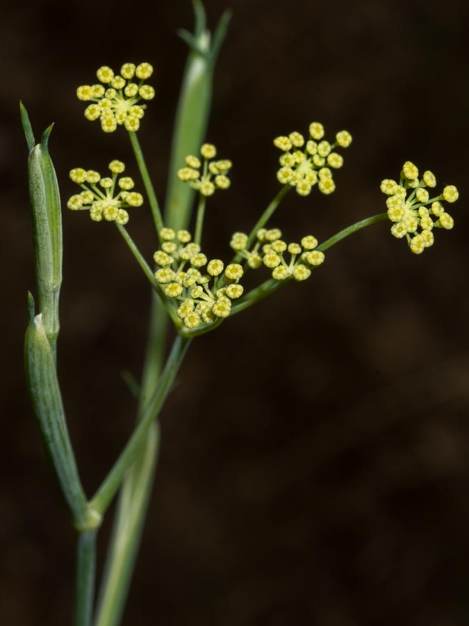 Foeniculum vulgare (subsp. piperitum)